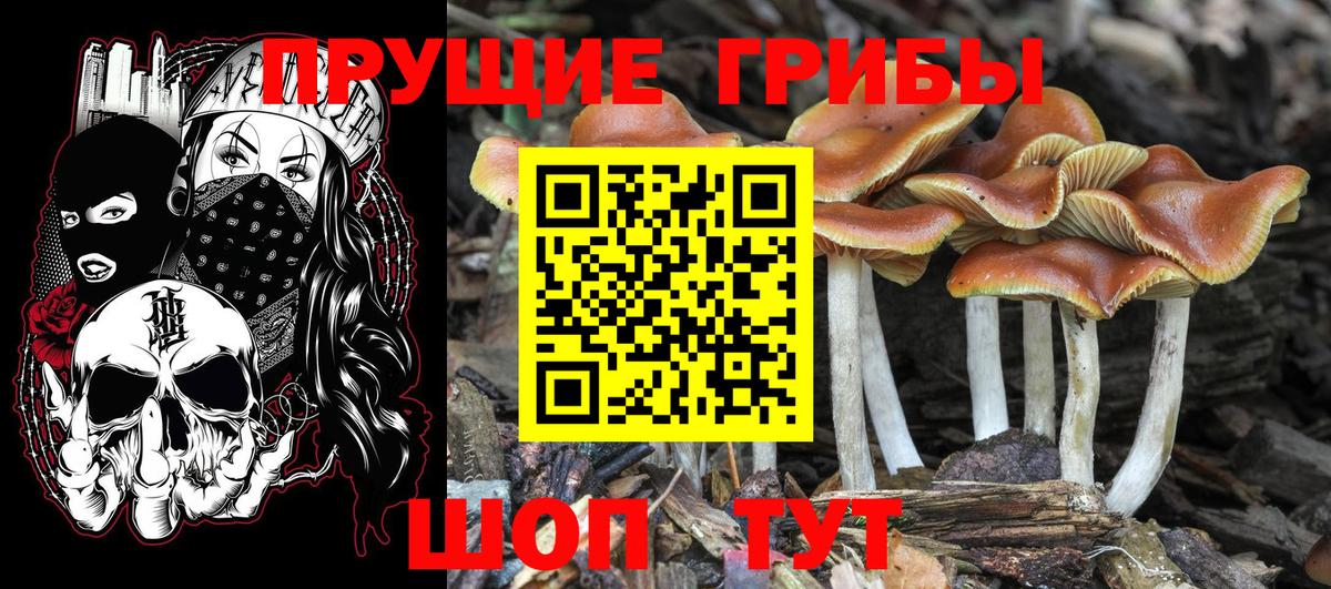 Балашов  Псилоцибиновые грибы Cubensis  Галлюциногенные грибы GOLDEN TEACHER  Вход с VPN 